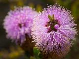 UCSC Arboretum 019